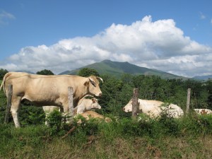 Friends along the Camino